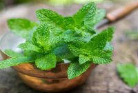 کمک به جبران کم‌آبی بدن و بهبود خشکی پوست در ماه رمضان با نعنا