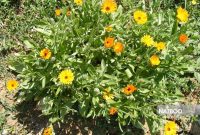 گل همیشه بهار
