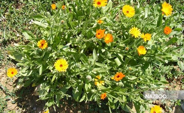 گل همیشه بهار