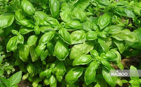 ریحان؛ اکسیر سلامتی خوش بو