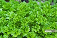 جعفری (Parsley)