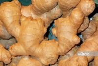 زنجبیل (Ginger)