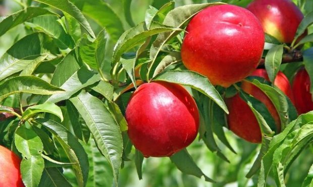 با ارقام پر فروش نهال شلیل آشنا شوید