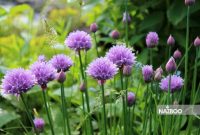تره (Chives)