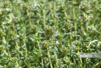 آویشن (Thyme)