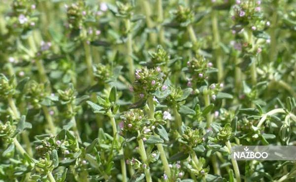 آویشن (Thyme)