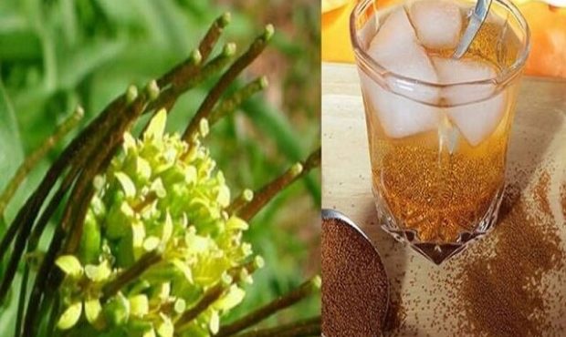 خاکشیر؛ بهترین نوشیدنی در ماه رمضان برای کاهش تشنگی خاکشیر؛ بهترین نوشیدنی در ماه رمضان برای کاهش تشنگی