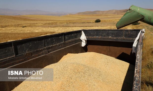 شهریاری: از امروز مطالبات گندم‌کاران پرداخت می‌شود
