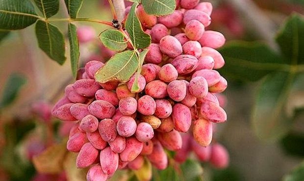 کاهش ۱۰ درصدی تولید پسته نسبت به سال گذشته