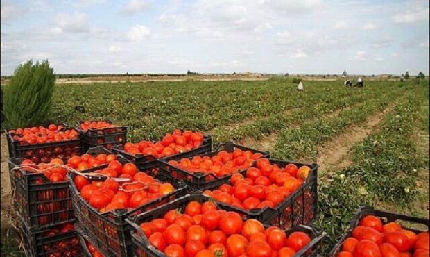 ممنوعیتی در صادرات گوجه نداریم