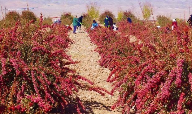 پسته جای «گنج طلایی طبیعت» می‌نشیند