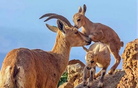 بازیگوشی بز کوهی با مادرش