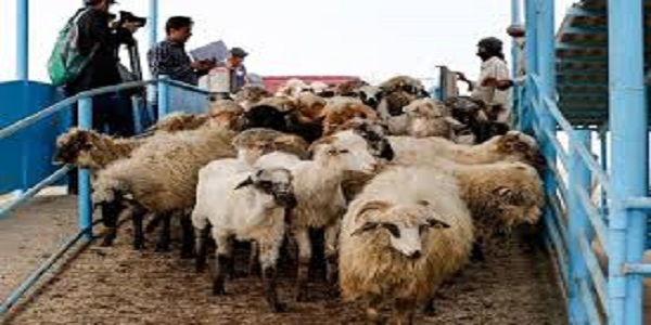 جابه‌جایی هر نوع دام در کشور پایش می‌شود/ به انتقال‌های بدون مجوز حساسیم