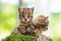 بچه‌گربه‌های جنگلی، مازندران