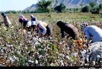 سقوط آزاد «طلای سفید»؛ مرگ تدریجی پنبه چه پیامدهایی دارد؟