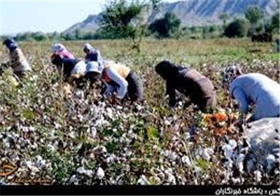 سقوط آزاد «طلای سفید»؛ مرگ تدریجی پنبه چه پیامدهایی دارد؟