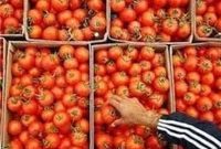 ممنوعیت صادرات گوجه‌فرنگی تا پایان سال اجرایی شد