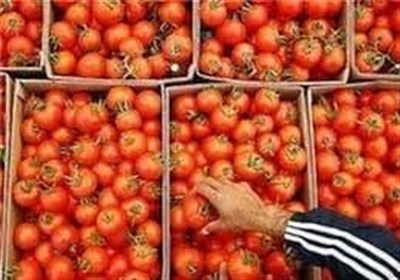 ممنوعیت صادرات گوجه‌فرنگی تا پایان سال اجرایی شد