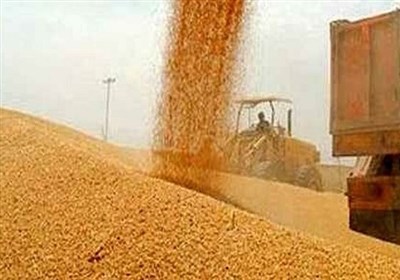 خرید گندم توسط دلالان در مناطق مرزی به ۶۰ هزار تومان رسید