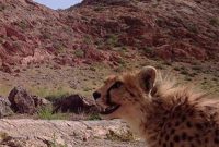 یوزپلنگ آسیایی «تلما» به همراه دو توله‌اش به توران بازگشت