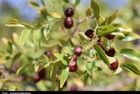 «یاقوت سرخ» خراسان جنوبی در آستانه ورود به بازار؛ خرید ۶۰ تن عناب آغاز شد