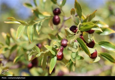 «یاقوت سرخ» خراسان جنوبی در آستانه ورود به بازار؛ خرید ۶۰ تن عناب آغاز شد