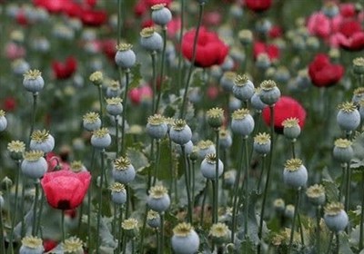 تکذیب کشت خشخاش در ایران؛ راز کشت شقایق الیفرا چه بود؟