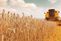آیا تولید گندم ۱۴ میلیون تن است یا خرید آن ۸.۵ میلیون تن؟ سردرگمی در آمارها!