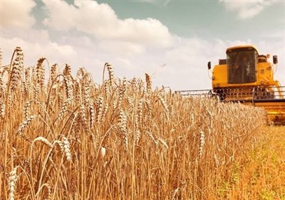آیا تولید گندم ۱۴ میلیون تن است یا خرید آن ۸.۵ میلیون تن؟ سردرگمی در آمارها!