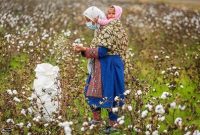 سقوط آزاد پنبه؛ مرگ تدریجی «طلای سفید» چه دلایلی دارد؟