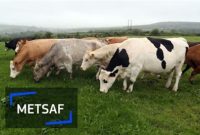 وام بلاعوض برای حمایت از گاوداران رومانی در جبران کمبود کود شیمیایی